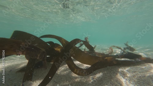 Seaweed in shallow clear sea at Pedn Vounder Beach, south Cornwall, England on a sunny June day.