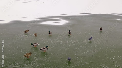 Group of ducks and pigeons foraging on a frozen pond, with one pigeon taking flight, showcasing dynamic movement and interaction in a natural setting