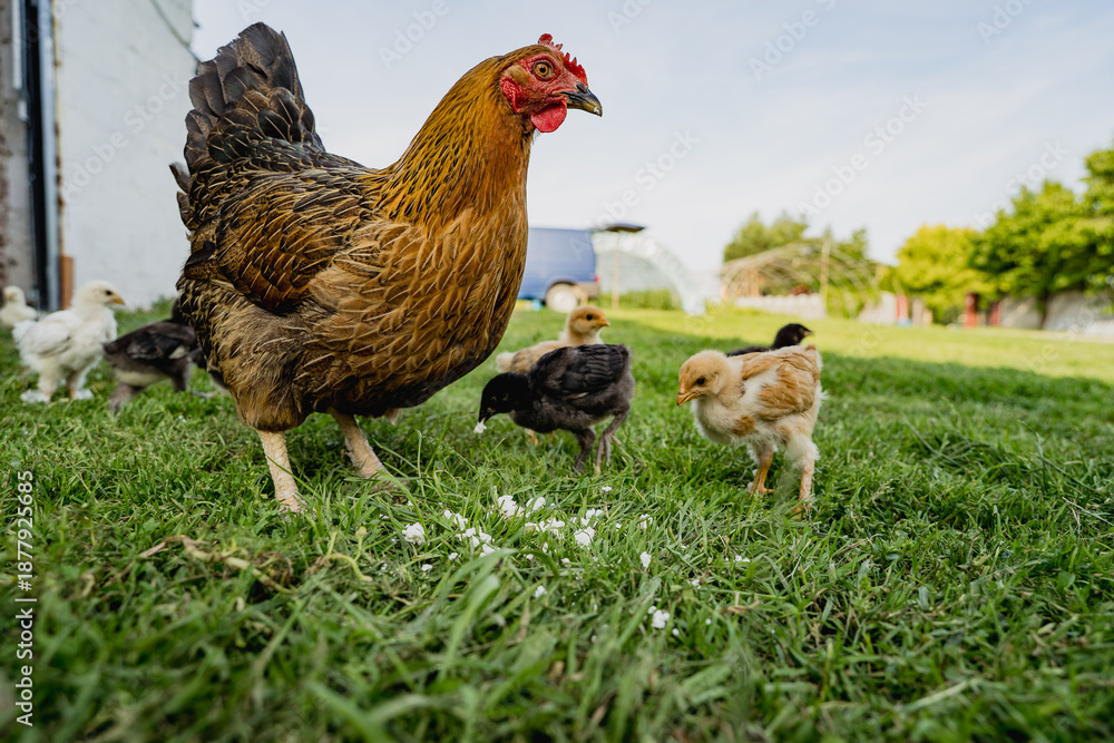 Fototapeta premium Free range chickens with young chicks walking on grass in rural farm environment. Organic poultry farming, natural food production and countryside lifestyle. 