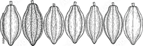Cacao pod fruit illustration set, cocoa bean shells sequence, detailed botanical texture, vintage engraving style, CAD drawing flat vector illustration