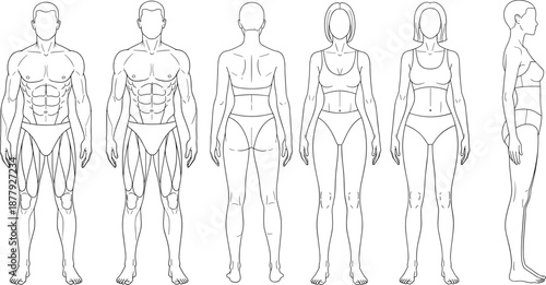 Male and female body anatomy outline set showing front, back, and side views with muscle structure isolated on white background