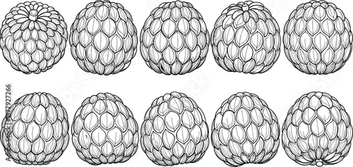 Custard apple fruit illustration set, hand drawn tropical fruit collection, detailed botanical texture, vintage engraving style, CAD drawing flat vector illustration