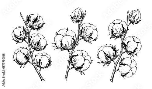 Hand Drawn Cotton Branches Vector Illustration Vintage Botanical Engraved Style