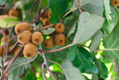 Kiwi fruits growing on a tree branch