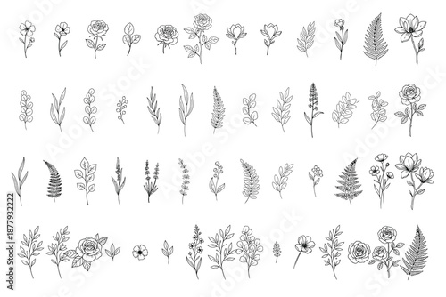 Elegant Botanical Line Art Collection: A diverse compilation of delicate botanical illustrations, showcasing intricate line art renderings of various plants, flowers, and foliage.