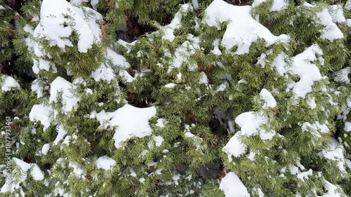 Lush green cedar branches heavily laden with soft white snow during a winter snowfall. Beautiful natural background 