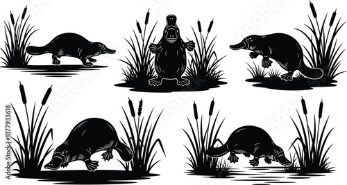 Australian platypus silhouettes set, duck-billed platypus in river with reeds, wild animal icons, wetland wildlife vector, isolated black nature illustration elements,