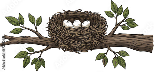 Detailed vector illustration of a bird's nest with three speckled eggs on a leafy tree branch for ecology.