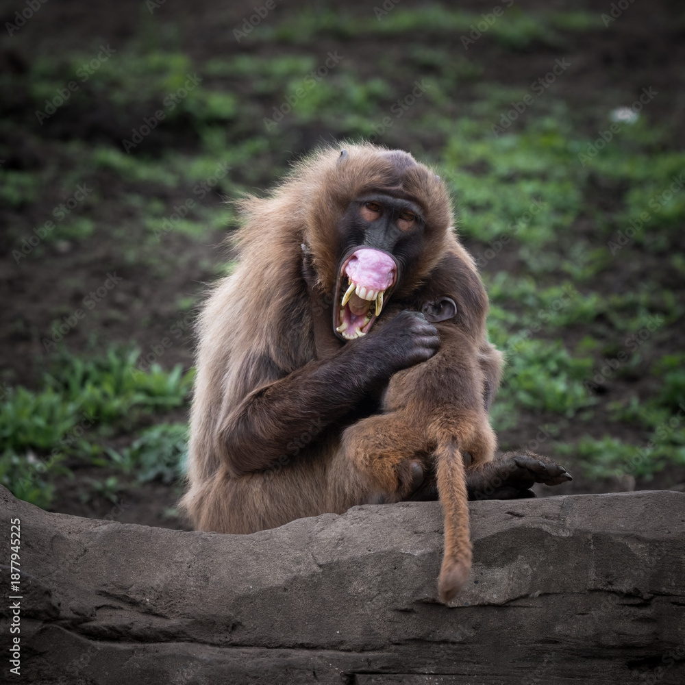Fototapeta premium Adult Gelada Monkey Showing Her Teeth Whilst Holding Her Baby