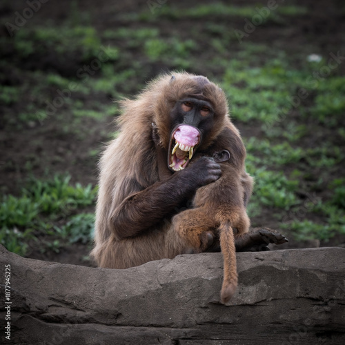 Adult Gelada Monkey Showing Her Teeth Whilst Holding Her Baby