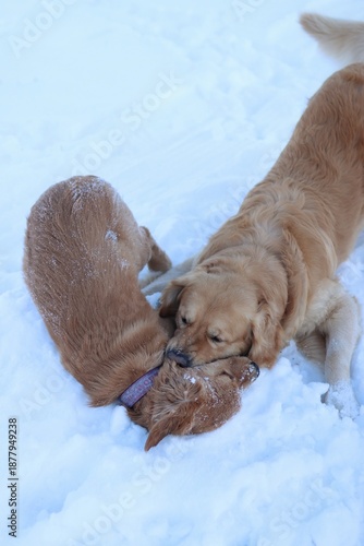 A puppy and an adult golden retriever are playing together