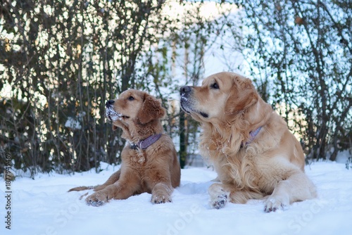 A puppy and an adult golden retriever are in a snowy park