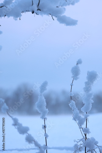 snow covered branches