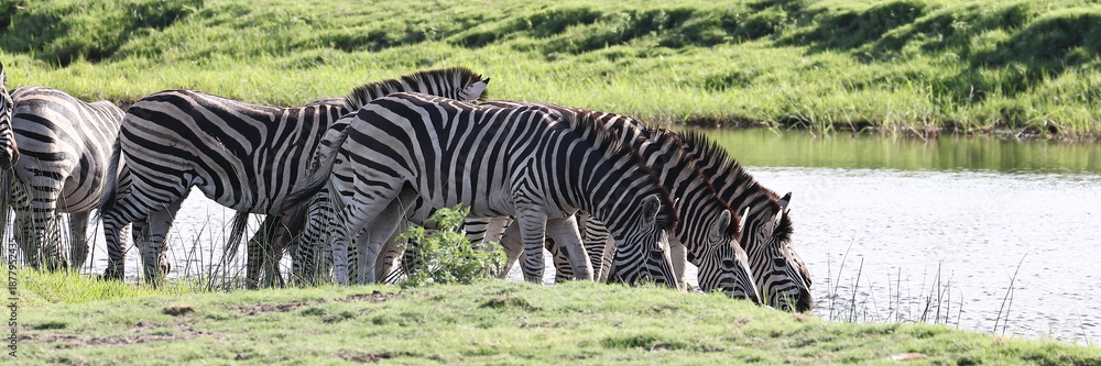 Fototapeta premium Herde Zebras am Fluss