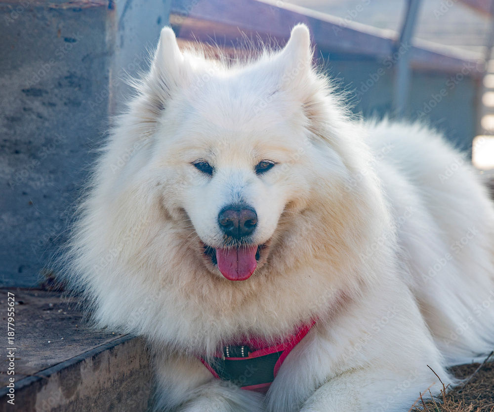 Fototapeta premium Fluffy white dog in daylight outdoors. Cute Samoyed sticking out his tongue