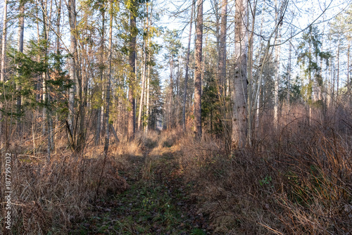 Overgrown path in the Bialowiza Forest, late autumn, Podlasie, Poland