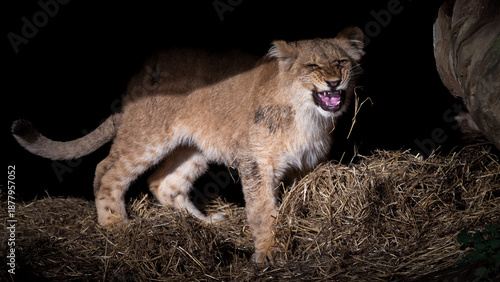 Young Lion Cub Standing on Straw Snarling