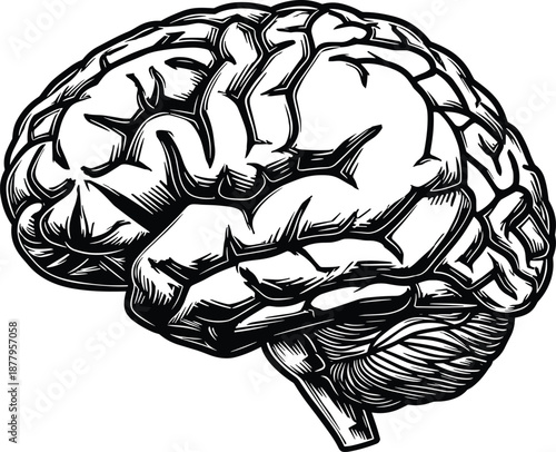 Black and white hand drawn woodcut style illustration of a human brain showing side profile, medical anatomy, neurology, isolated vector.