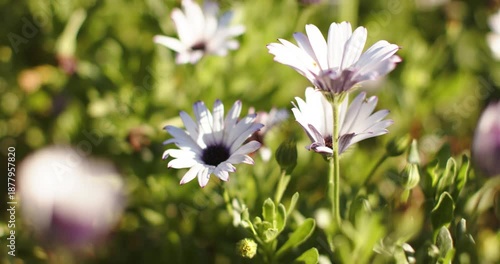 two white-petaled daisies swaying in breeze pivoting toward warm sun with focus shifting