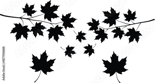 Black silhouette of autumn maple leaf branches and falling leaves, decorative nature elements for seasonal fall design, isolated on white.