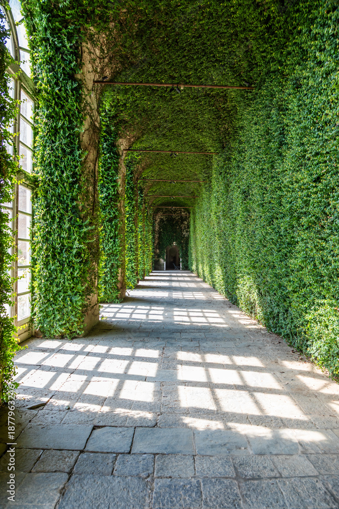 Obraz premium Greenhouse interior perspective with walls covered by ivy. Natural daylight from windows.