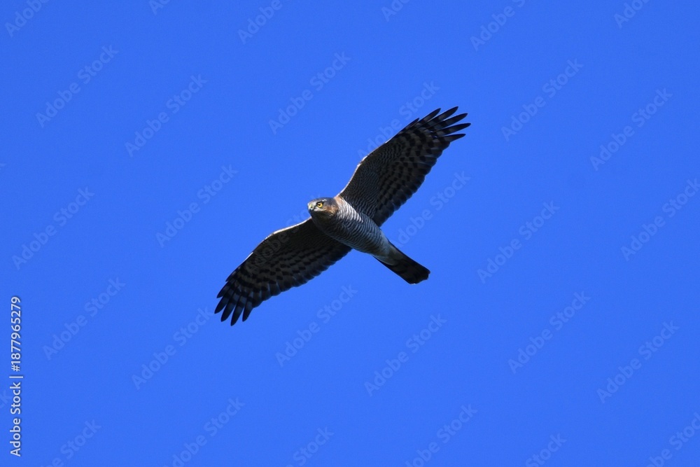 Obraz premium Sparrowhawk in Flight Against Clear Blue Sky