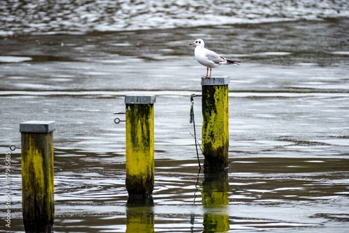 Foto Seagull standing on yellow mooring post in frozen lake