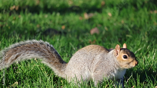 squirrel in the park