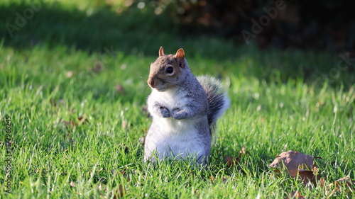 squirrel 