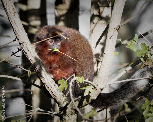 Titi Monkey Sitting in a Tree Feeding