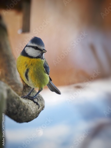 Blue tit (Cyanistes caeruleus) perched on a branch in winter natural environment.
