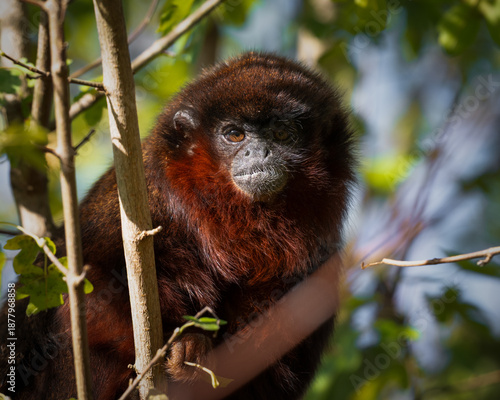 Adult Titi Monkey Sitting in a Tree