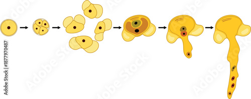 Sexual process in spruce from the microspore mother cell to the male gametophyte (pollen grain). Pollen germination and pollen tube growth in gymnosperms.