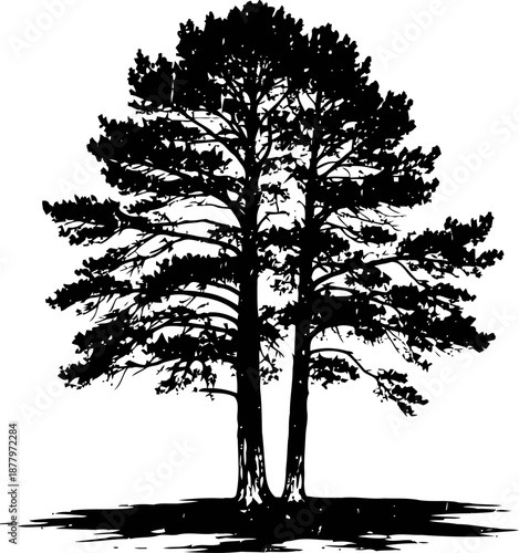 Silhouette of two mature pine trees with detailed branches and needles against white background