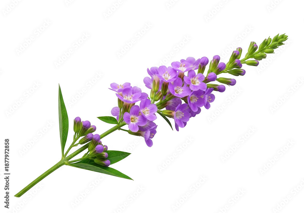Obraz premium Delicate purple flowers bloom on a green stem against a black background