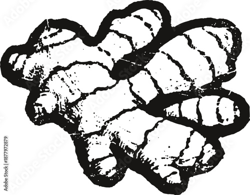 Ginger root illustration fresh ginger rhizome with detailed texture and contour lines