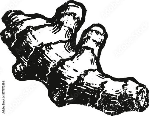 Vintage black and white ginger root illustration, detailed botanical drawing of fresh spice herb