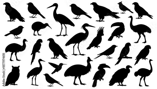 Bird silhouettes collection with different species and poses. Black animal figures showing wild birds, flying and standing forms, nature diversity