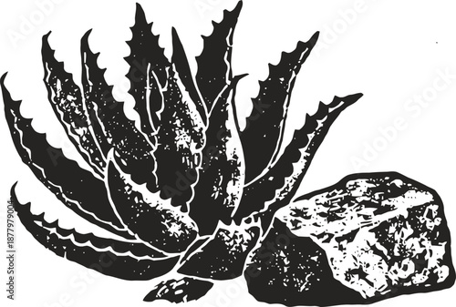 Aloe vera plant with cut leaf and gel chunk black ink drawing medical medicinal nature herb