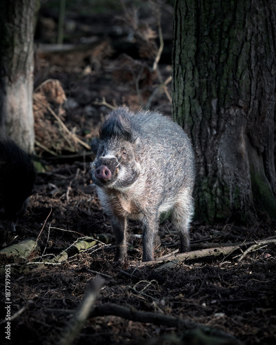 Foto Visayan Warty Pig Standing in a Field