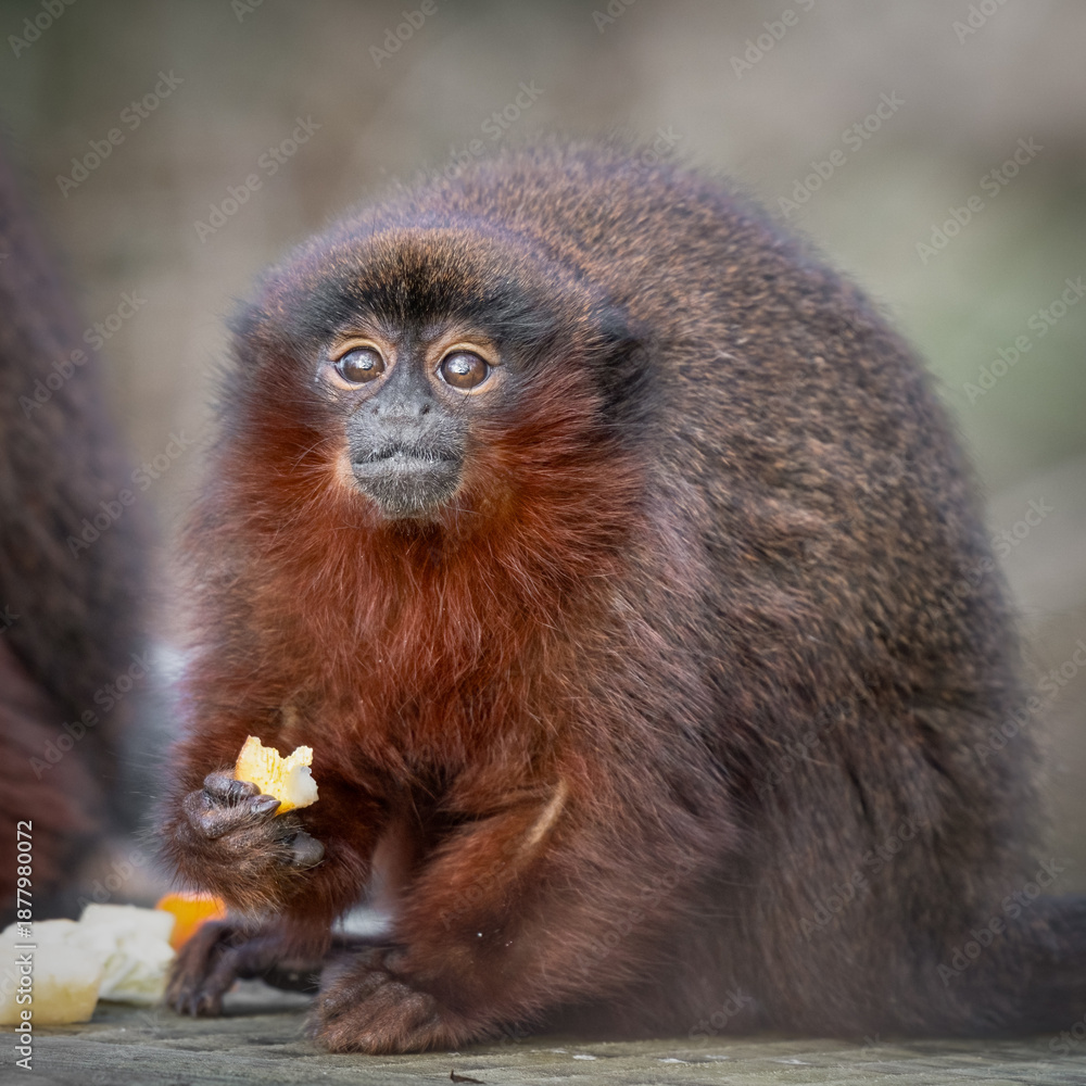 Obraz premium Young Titi Monkey Close up Feeding