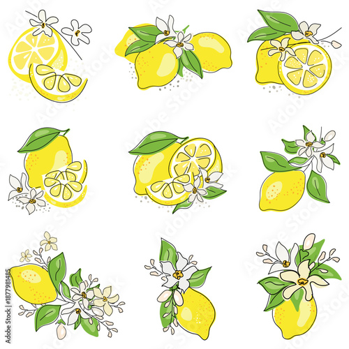 Fresh lemons with flowers and leaves. Fruit linear set. Citrus collection. Whole lemon, halved, sliced, outline drawing isolated on white background.