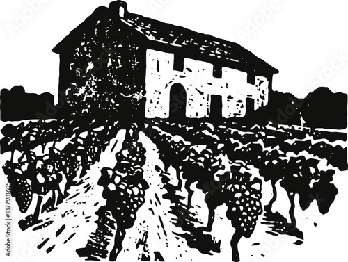 Vineyard landscape with rows of grapevines and rustic farmhouse under clear sky