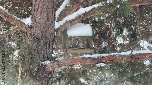 Close Up of Great Tit Eating Seeds in Wooden Feeder
