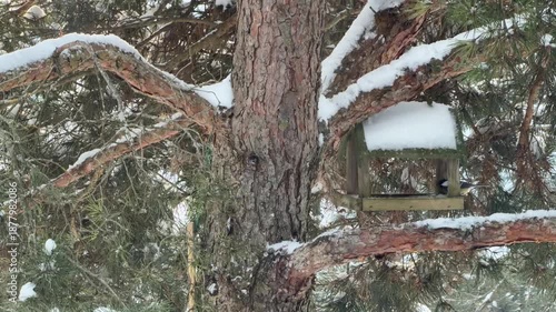 Great Tit Birds at Wooden Feeder on Snowy Pine Branch