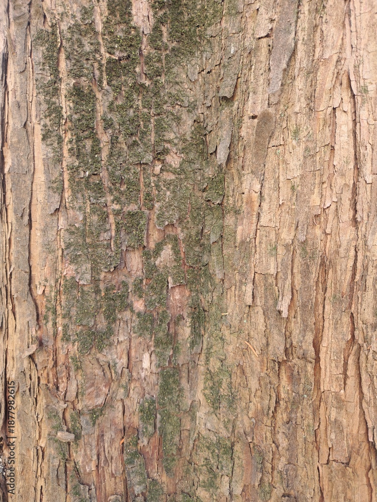 Obraz premium Title: The grain of tree bark, bearing the traces of time. The rough, deeply grooved bark and the moss caught between them show the tenacious vitality of nature and the depth of time. 