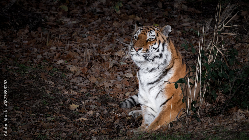 Fototapeta premium Amur Tiger Resting on Grass and Autumn Leaves