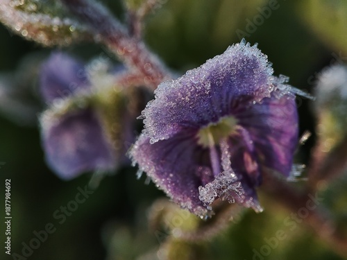 Φωτογραφία A view of a beautiful, bright, frost-covered branch of white ice crystals, with