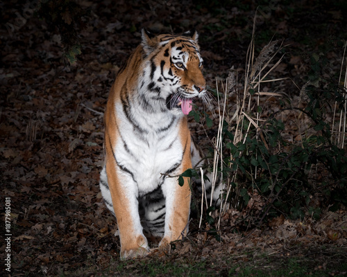 Amur Tiger Sitting on Grass Mid Yawn