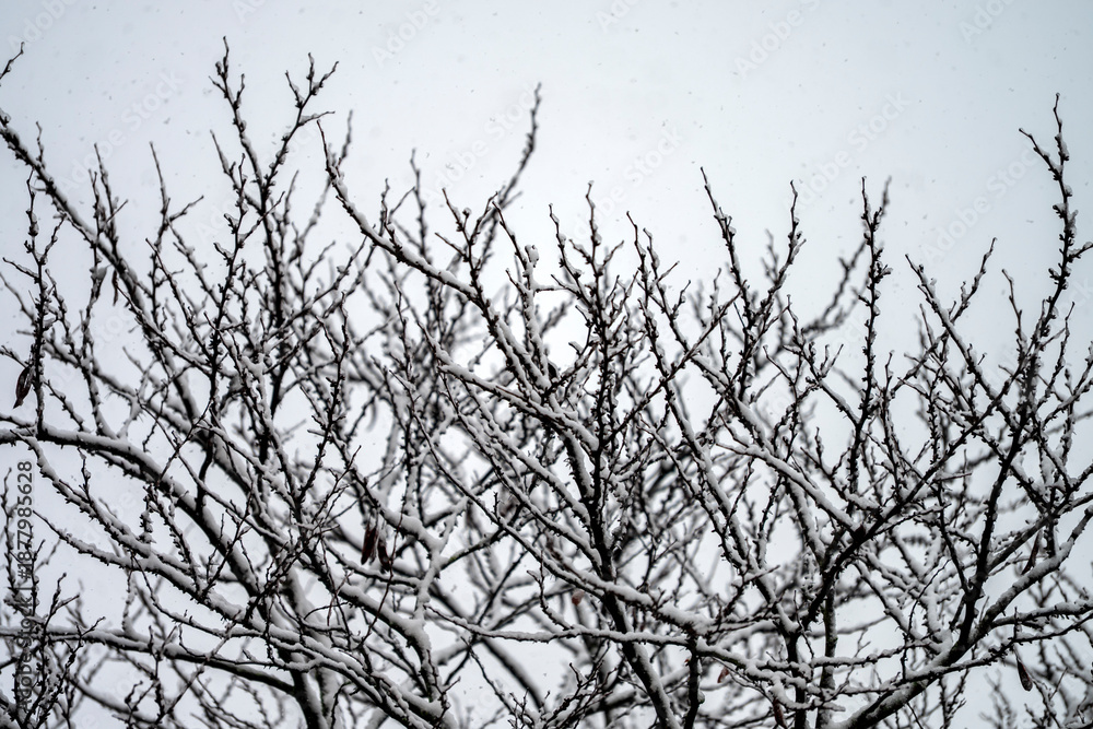 Fototapeta premium Snow falls on a tree with bare branches.